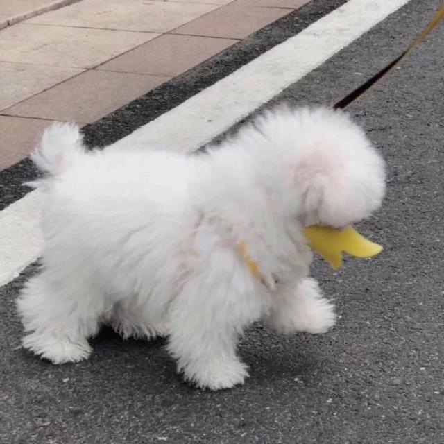 微信状态沙雕又可爱的文案大全