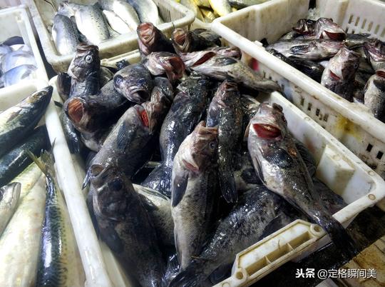 元旦假期临近青岛海鲜市场生意红火黑头鱼30元一斤活体海肠35
