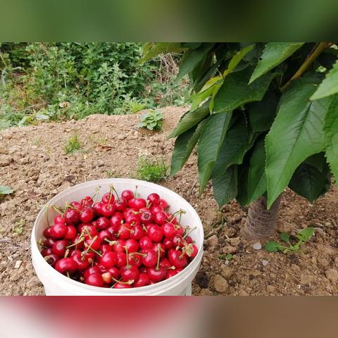 大连市旅顺区有什么好吃的