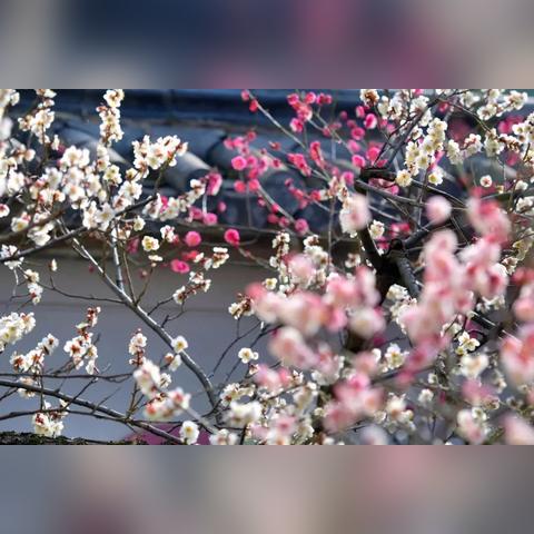 无锡市鲜花超市在哪里的长尾关键词有什么