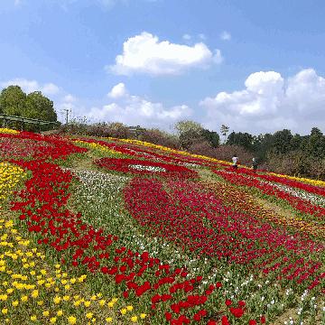 成都市白色花海在哪里啊