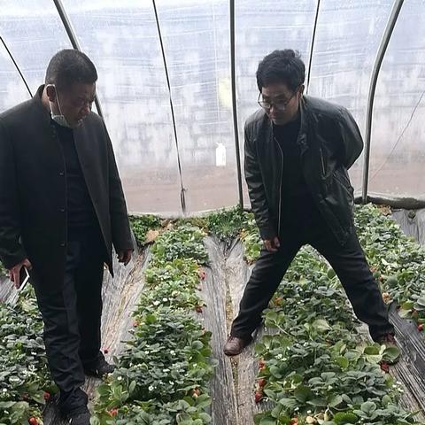 临沂市茶叶厂的长尾关键词有什么