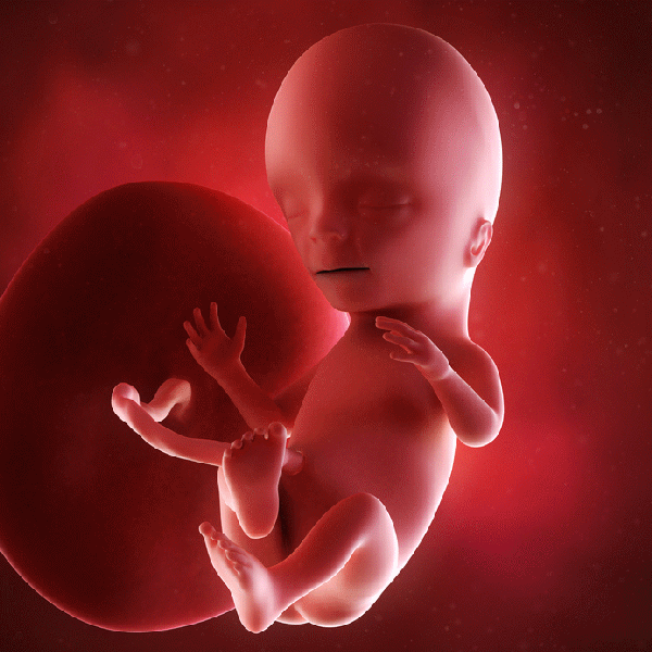 怎么让胎儿发育好