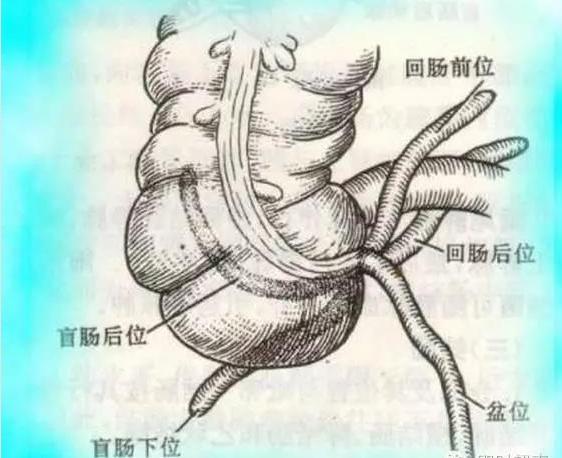 阑尾的解剖生理图片