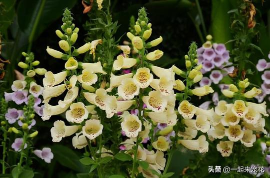 3种冷门的小众花，开花清新秀美，皮实好养，养过的人不多