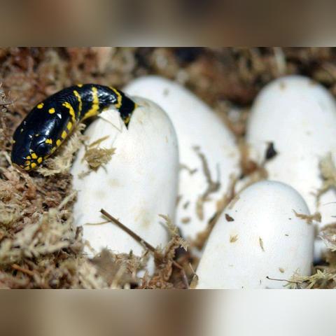 生肖蛇感情复合运势(生肖蛇爱情)