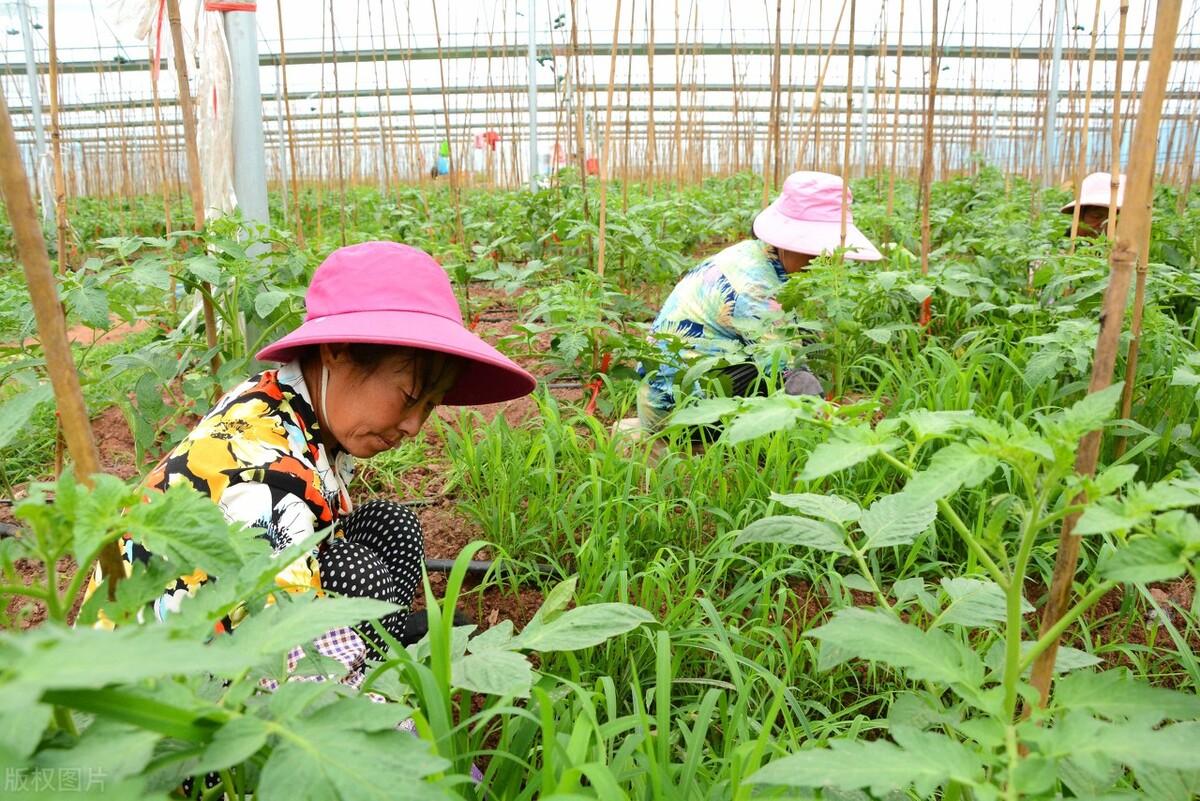 柑橘幼果干功效（桃树卷叶用什么药最好）