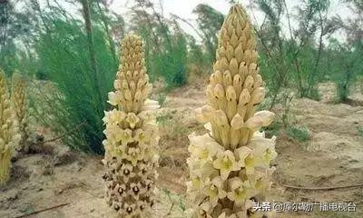 哪种植物会寄生在梭梭根部