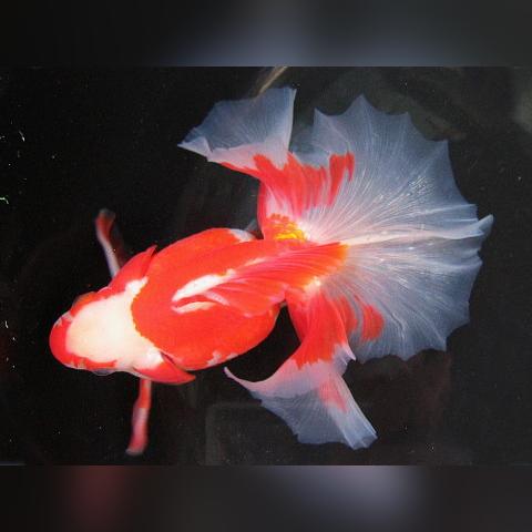 广州避雷店铺相关长尾关键词有哪些