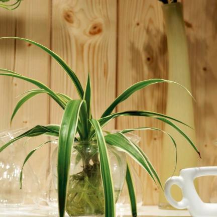 保定市高阳县水培绿植有哪些