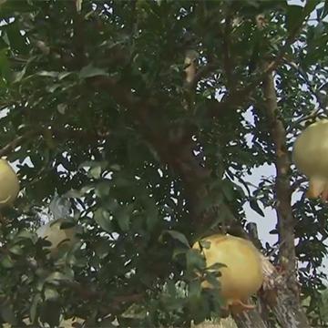 未来一周怀远天气预报的长尾关键词有哪些