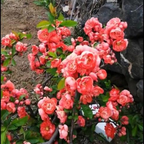 济南市爱之旅公寓怎么样