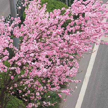 未来七天好运生肖女生运势(未来七天好运生肖女生运势查询)