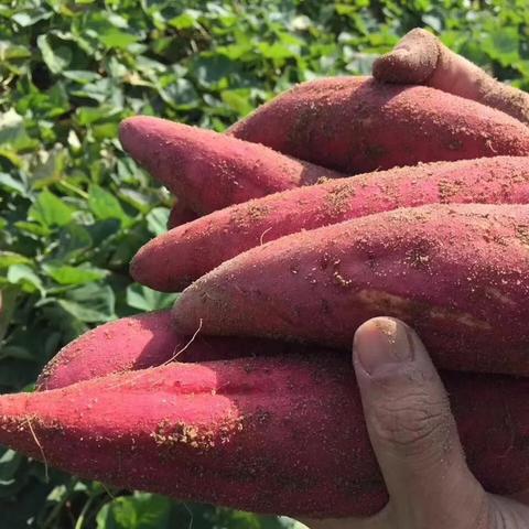 福建哪里的红薯最好？