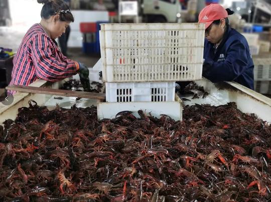 亩效益从几百到上万元，哪个市场更胜一筹？2021小龙虾盘点出炉