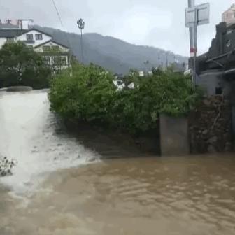 杭州市西湖区有什么树木