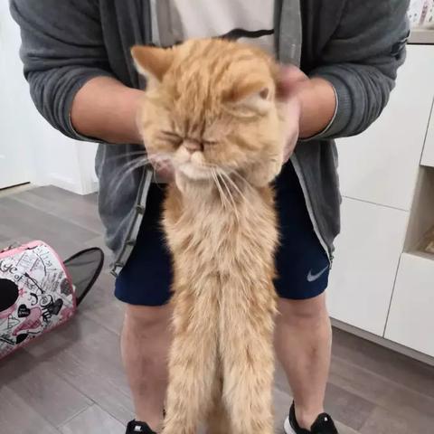 加菲猫领养河南的相关长尾关键词有哪些