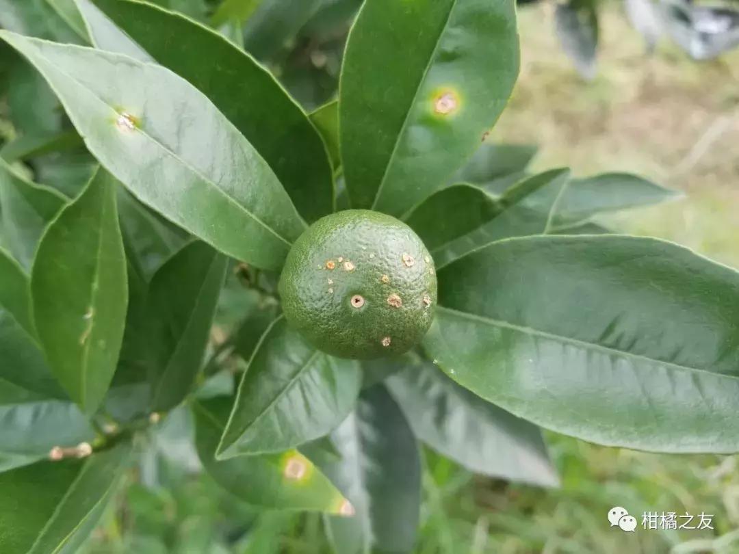 柑橘病蟲害硫酸銅_做物旺長為什么要用磷酸二氫鉀