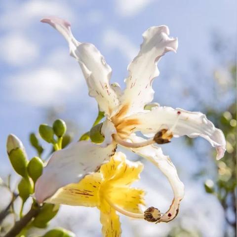 广东东莞市会下雪吗的长尾关键词有什么