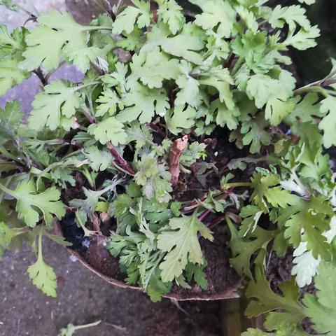 长沙市株易路口属哪个区