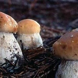 福建省菌种的相关长尾关键词有哪些