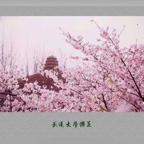 武汉哪里看花？