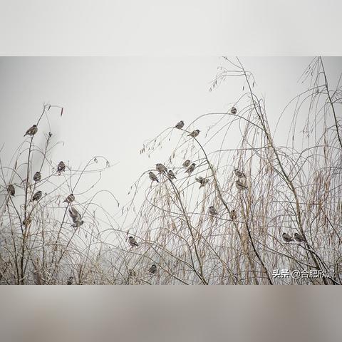 合肥东边发展相关长尾关键词有哪些