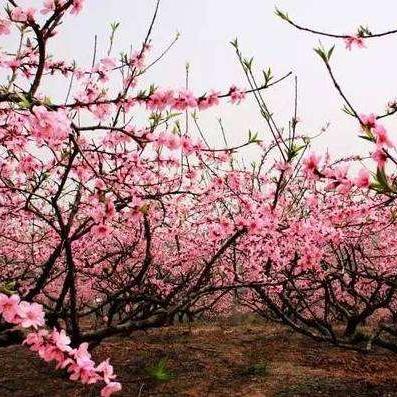 临沂市省道335是哪里的长尾关键词有什么