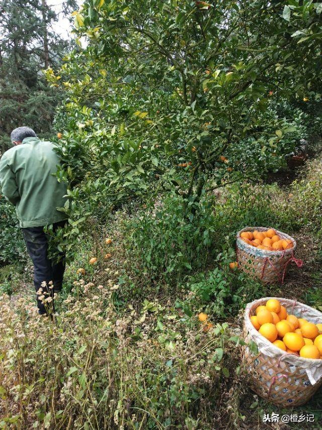 6月份柑橘病蟲(chóng)害防治研究_若何防治柑橘木虱的傳布