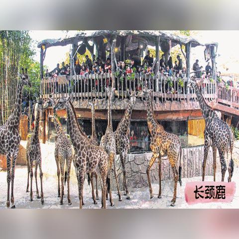 长春市东北虎园门票多少钱