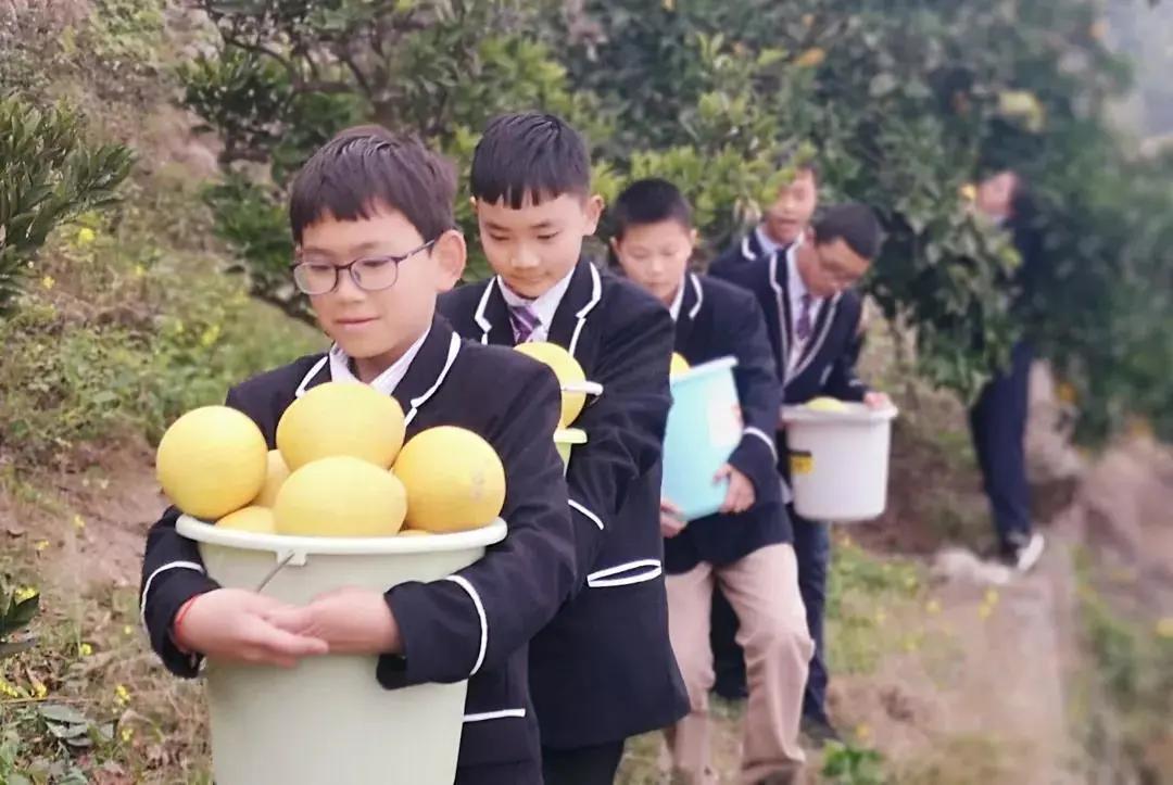 柑橘橙柚種植手藝_它能與什么食材一路煲湯