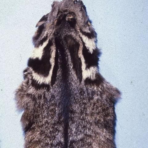 昆明市皮草专卖的长尾关键词有什么