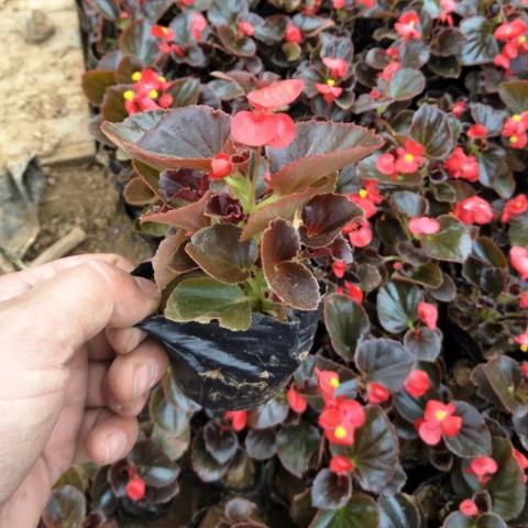 黄豆发酵后做什么肥料的长尾关键词是什么