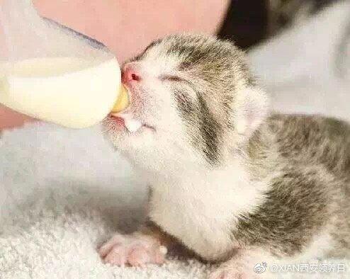 猫可以吃酸牛乳嘛(猫咪能喝鲜牛奶吗)