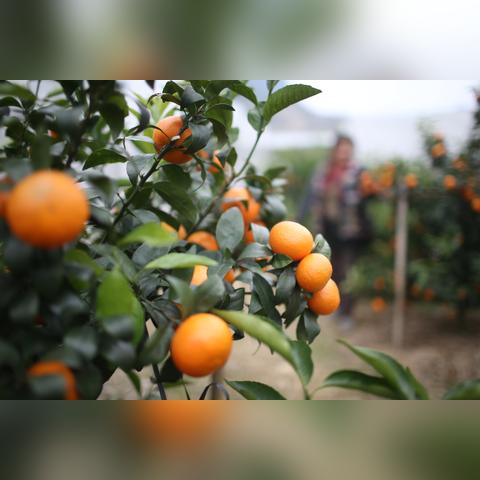 桂林市有什么好吃的水果