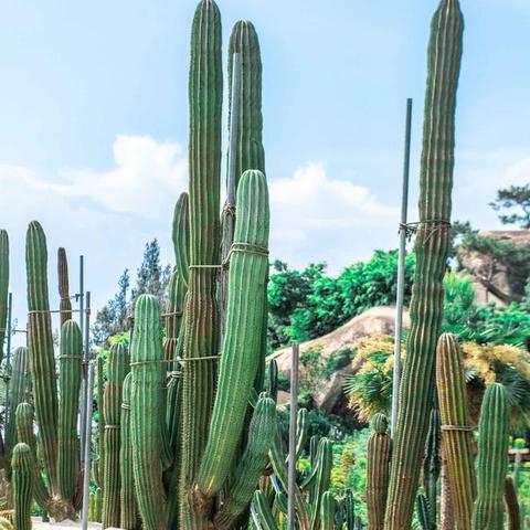 广东厦门市有什么区