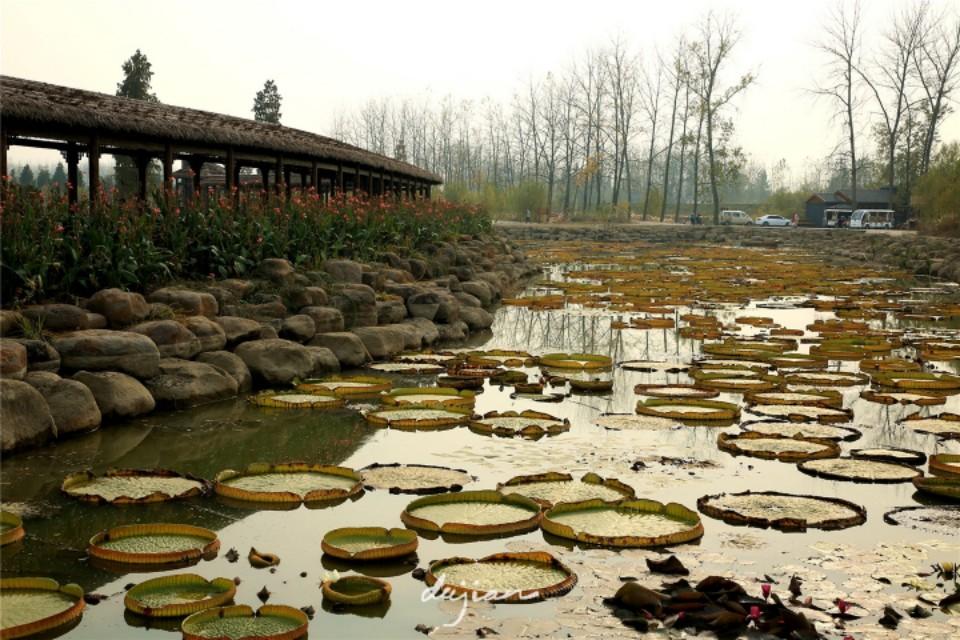 池杉湖,止马岭森林公园和池杉湖哪个近?