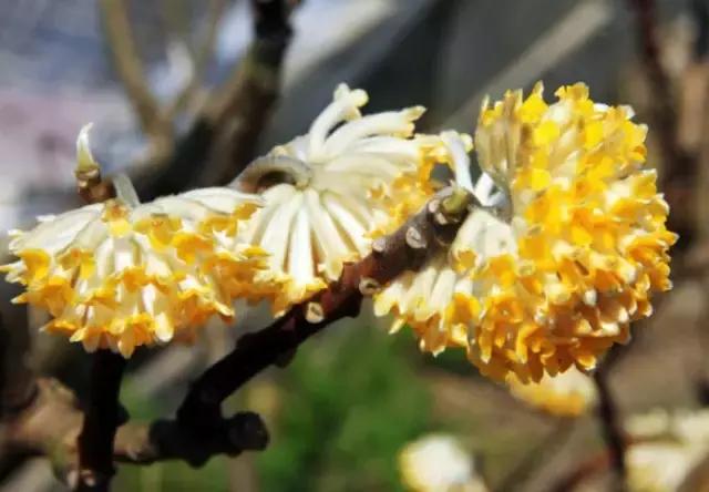 结香花图片 功效,有什么花在冬天开放?