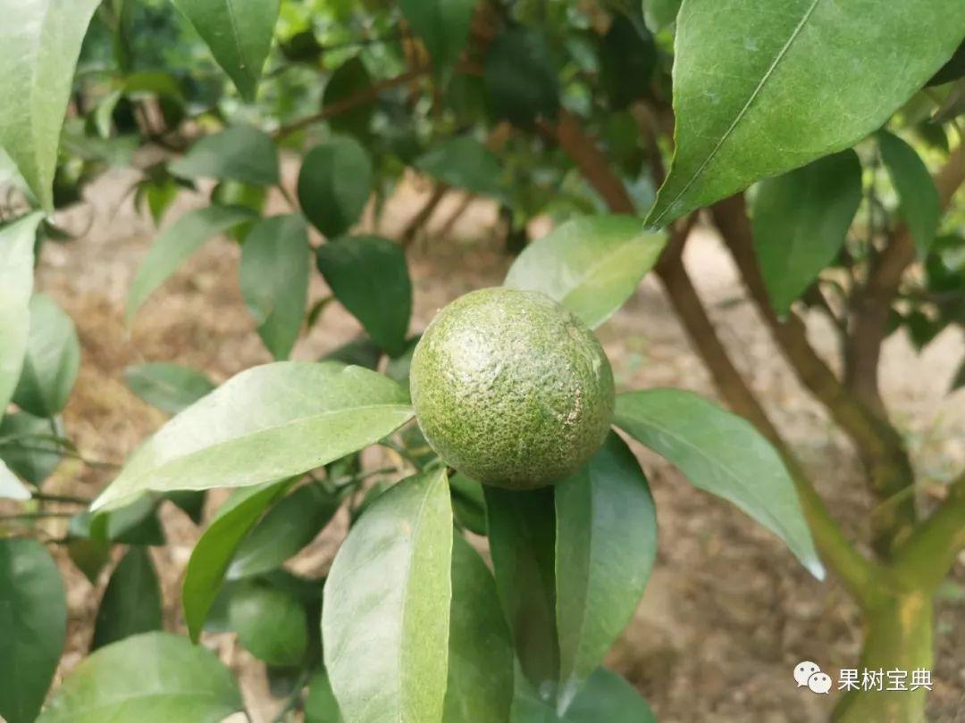 柑橘花的種植手藝_沙糖橘春芽多花少什么原因