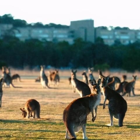 南通袋鼠红酒怎么加盟相关长尾关键词有哪些