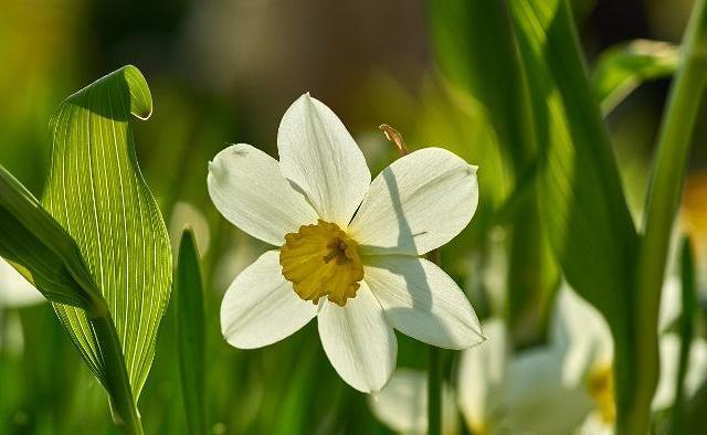 水仙花土培的养殖方法,夏季如何养水仙?"