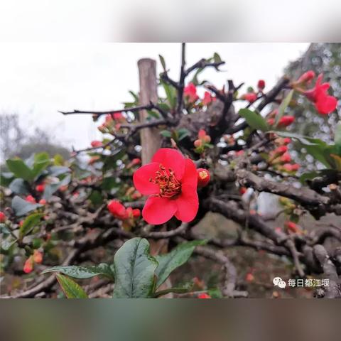 明天都姜堰天气预报的长尾关键词有哪些