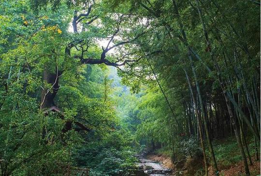 暑假冷门旅游：洞山古寺，藏云溪古道，长溪岭古道，桃花岭古道