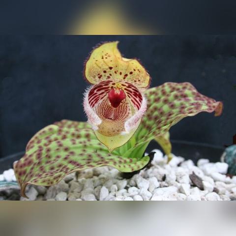 如何高效捕捉稀有口袋妖怪的全面攻略