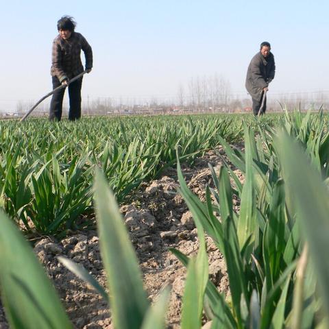 河南新乡小麦长势怎么样