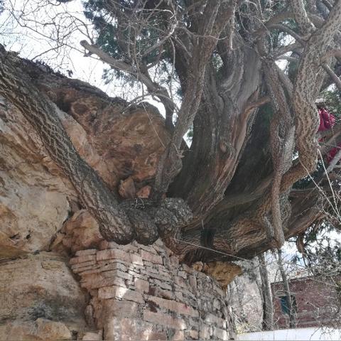 济南市杏花什么时候开