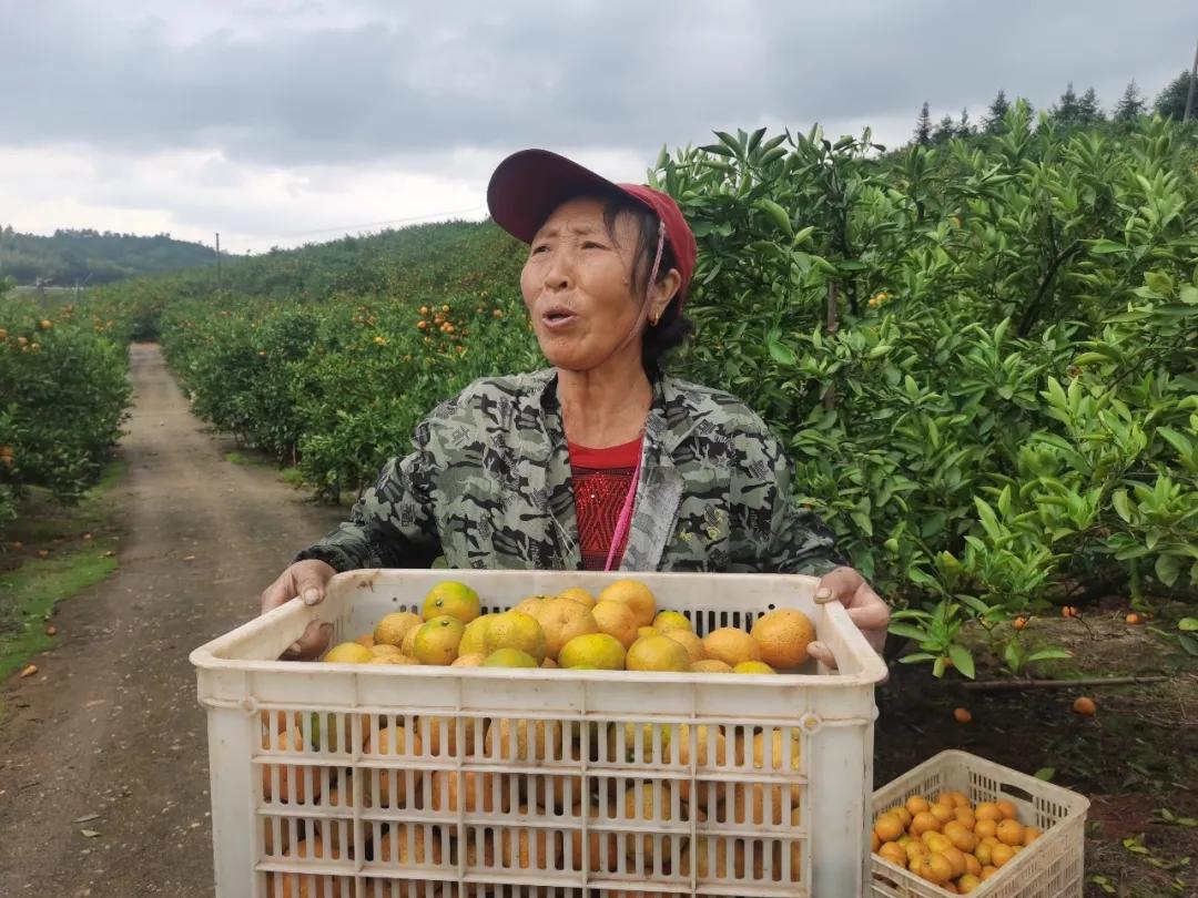 淮南柑橘種植手藝視頻_柑橘園若何停止土壤改進(jìn)