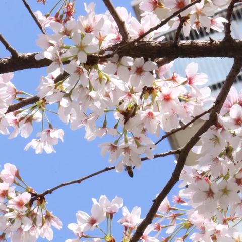 西安市2价hpv疫苗怎么预约