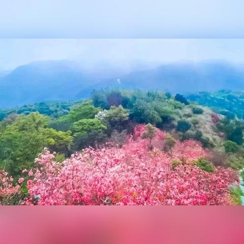 深圳市梧桐山有几个门，主要门是哪个？