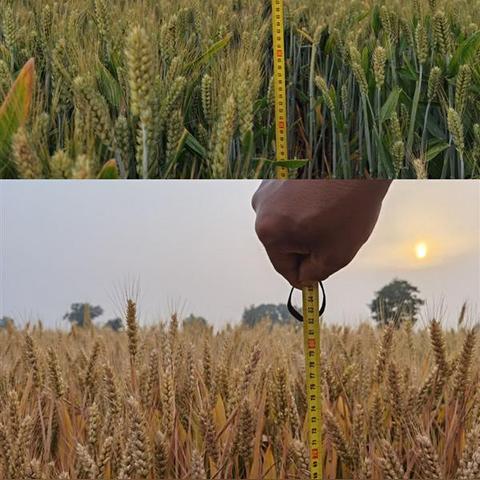 石家庄市红薯地的长尾关键词有什么